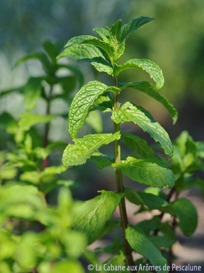 Hydrolat de Menthe poivrée (Mentha piperita) | La Cabane aux Arômes | Scoop.it
