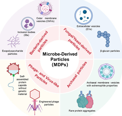 Engineering Microbial Particles for Next-Generation Biomedical Platforms | advS | RMH | Scoop.it