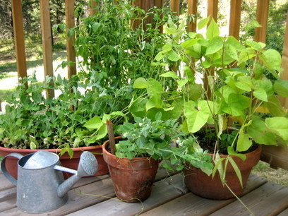 Container Gardening-15 best vegetables that grow well in a container or pot | The Self-Sufficient Living | Think Like a Permaculturist | Scoop.it