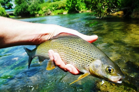 Voici le poisson qu'il faut protéger en Suisse | Biodiversité | Scoop.it