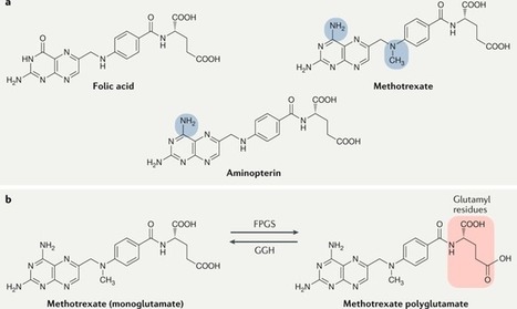 Methotrexate and its mechanisms of action in inflammatory arthritis | Rheumatology-Rhumatologie | Scoop.it