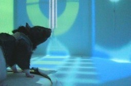 Virtual Reality Stunts Rat's Sense of Space - Wired | thefuture | Scoop.it