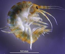 Tiny Grazers Play Key Role in Marine Ecosystem Health - The Symbiosis of Nature | OUR OCEANS NEED US | Scoop.it