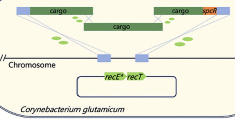 One-Step Multi-fragment Assembly and Targeted Genomic Integration in Corynebacterium glutamicum | asb | RMH | Scoop.it