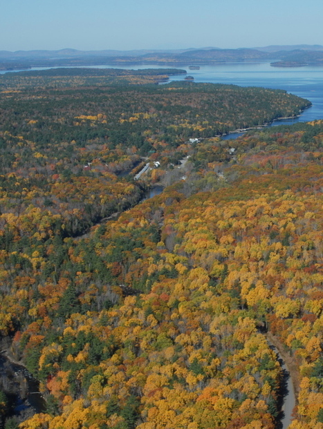 Landowners cash in on timber they don’t cut | Forest Carbon (beta) | Scoop.it