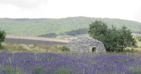 Drôme. Le succès de la lavande se heurte à la sécheresse | Les Colocs du jardin | Scoop.it