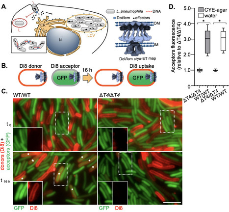 Type IV Secretion System Drives Lipid Mixing | brveco | RMH | Scoop.it