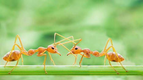 La société des fourmis, avec Audrey Dussutour | Revue de presse | Scoop.it