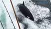 Whale watchers get surprise orca visit in Orange County | Coastal Restoration | Scoop.it