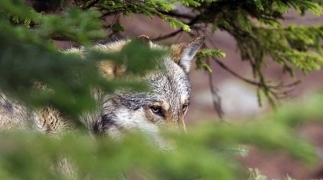 Languedoc : Épuisés par les attaques de loups, 200 éleveurs de brebis montrent les crocs | Loup | Scoop.it