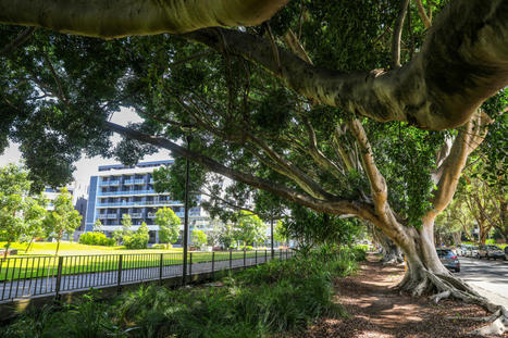 Our plans for a greener, cooler, more resilient Sydney | City of Sydney - News | Stage 5  Changing Places | Scoop.it