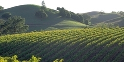 New Zealand vintners use FileMaker to track productivity | Learning Claris FileMaker | Scoop.it