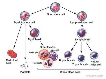 Hematologic Malignancies (classification, treatments and much more) | Immunopathology & Immunotherapy | Scoop.it