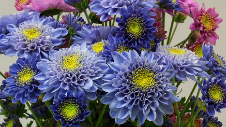Scientists genetically engineer the world’s first blue chrysanthemum | Life Sciences Université Paris-Saclay | Scoop.it