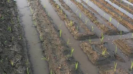 INDIA: World Water Day 2019: Positive Water Actions by Farmers, Governments | SRI Global News: Nov. 2024 - Jan. 2025  *SRI-Rice  --     System of Rice Intensification | Scoop.it