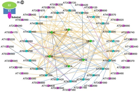 FOCUS PLATEFORME : SPOmics-Interactome ou comment les plantes peuvent servir la découverte de nouveaux rôles de l'ubiquitination des protéines | Life Sciences Université Paris-Saclay | Scoop.it