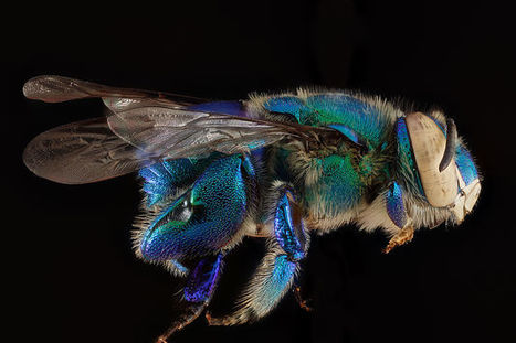 Une mise au point sur les abeilles | Variétés entomologiques | Scoop.it