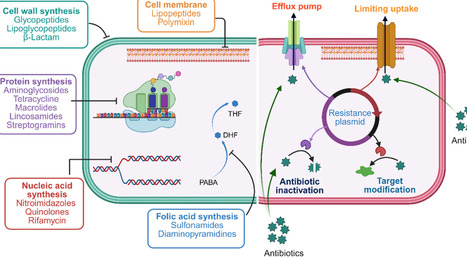 Circumnavigating Antibiotic Mechanisms of Action and Resistance Research | acs | RMH | Scoop.it