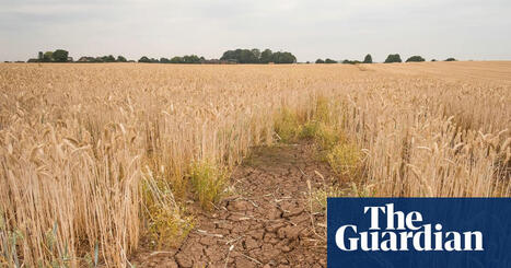 ‘Climateflation’ could push up UK food prices by more than a third by 2050, report says | Food & drink industry | The Guardian | Microeconomics: IB Economics | Scoop.it