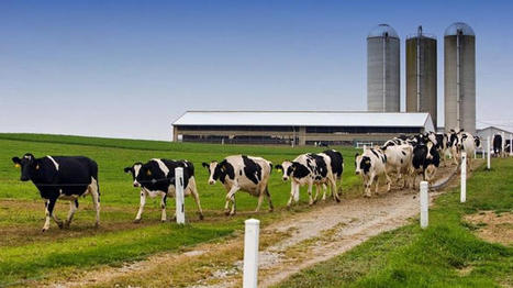 Mai 2021 : remontée des cours de la poudre de lait et du beurre | Economie de l'Elevage | Scoop.it