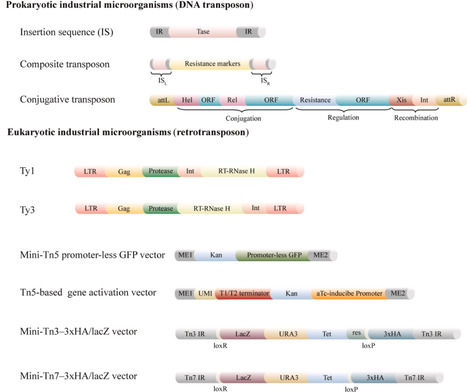 Transposon-based genome editing of industrial microorganisms: advances, challenges, and prospects | ssb | RMH | Scoop.it