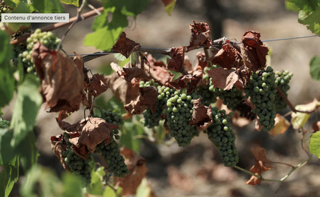 FRANCE: Wine output among 30-year lows after heatwaves | EUROPES | Scoop.it