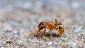 Un an s’est écoulé depuis la découverte de la fourmi électrique (Wasmannia auropunctata) à Toulon : où en sommes-nous des signalements à l'INPN et des obligations européennes sur cette espèce ? | EntomoNews | Scoop.it