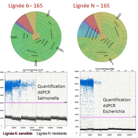 FOCUS PLATEFORME : Comment dénicher les bactéries rares et indésirables dans une matrice complexe, un microbiote animal ou un substrat industriel ? @BRIDGe peut le faire pour vous ! | Life Sciences Université Paris-Saclay | Scoop.it