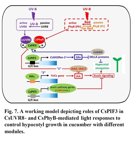 Phytochrome-interacting factor PIF3 integrates phytochrome B and UVB signaling pathways to regulate gibberellin- and auxin-dependent growth in cucumber hypocotyls | Plant hormones (Literature sources on phytohormones and plant signalling) | Scoop.it