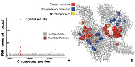 Whole-Genome Phenotype Prediction with Machine Learning: Open Problems in Bacterial Genomics | bft | RMH | Scoop.it