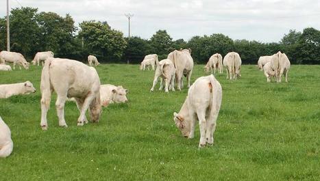 Les Européens développent le commerce du bovin vif | Actualité Bétail | Scoop.it