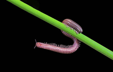 Biodiversité : Les mille-pattes sont menacés d’extinction, et c’est une très mauvaise nouvelle | Biodiversité - @ZEHUB on Twitter | Scoop.it