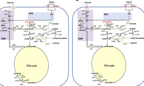Efficient synthesis of optically pure D-lactate from mixed sugars by engineered E. coli consortium | bdr | RMH | Scoop.it