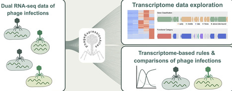 The PhageExpressionAtlas reveals shared and unique transcriptional patterns across phage&ndash;host interactions | nar | RMH | Scoop.it