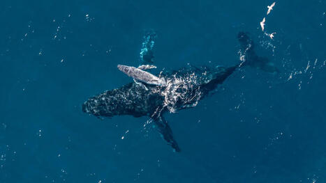 Des images d'une raret&eacute; absolue : un drone capture la naissance d'une baleine &agrave; bosse pour la premi&egrave;re fois | Revue de presse C&eacute;tac&eacute;s | Scoop.it