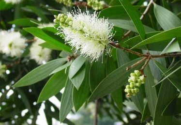 Le cajeput, arbre à grippe | La Cabane aux Arômes | Scoop.it