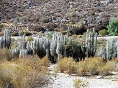 Nothing but nature... &mdash; Pisco Elqui, Chile | Notebook or My Personal Learning Network | Scoop.it