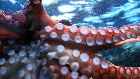Scientists Discover a City Built by Octopuses, Dub it 'Octlantis' | Galapagos | Scoop.it