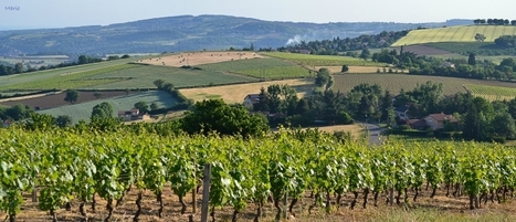 Les biofilms : des ennemis qui peuvent devenir des amis | Life Sciences Universit&eacute; Paris-Saclay | Scoop.it