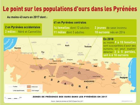 Le nouveau plan ours vise à maintenir une population d'une cinquantaine d'individus | Agir pour la biodiversité ! | Scoop.it
