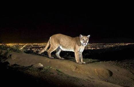Capturing the Perfect Mountain Lion Shot, a Picture 12 Months in the Making | Mobile Photography | Scoop.it