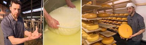 Le gouda, est le fromage préféré des Belges | Lait de Normandie... et d'ailleurs | Scoop.it
