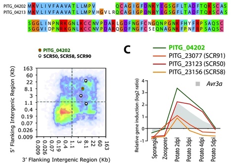 BMC Genomics: Analyses of genome architecture and gene expression reveal novel candidate virulence factors in the secretome of Phytophthora infestans | Publications | Scoop.it