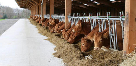 Bovins de boucherie : moins de vaches à l’abattoir en octobre | Actualité Bétail | Scoop.it