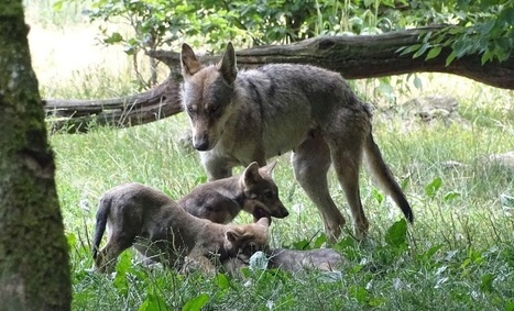 Loup : Fusils partout, biodiversité nulle part | Loup | Scoop.it