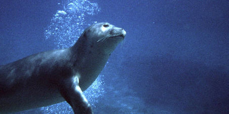 Biodiversit&eacute; en danger&nbsp;: la gestion des zones humides critiqu&eacute;e | Plan&egrave;te, Nature et Biodiversit&eacute; | Scoop.it