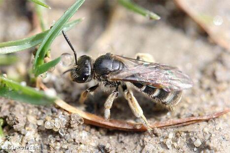 Une espèce d'abeille méditerranéenne découverte pour la première fois en Belgique, "à Zemst et Dentergem" | EntomoNews | Scoop.it