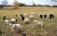 Mystery virus kills thousands of lambs - Telegraph | Virology News | Scoop.it