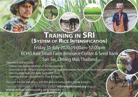 SE ASIA / THAILAND: System of Rice Intensification (SRI) Training | SRI Global News ++ March - May 2025    System of Rice Intensification (SRI) | Scoop.it