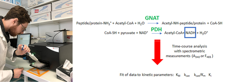 A Continuous Assay Set to Screen and Characterize Novel Protein N-Acetyltransferases Unveils Rice General Control Non-repressible 5-Related N-Acetyltransferase2 Activity | I2BC Paris-Saclay | Scoop.it